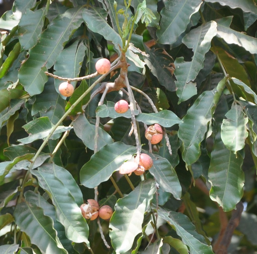 Aphanamixis grandiflora